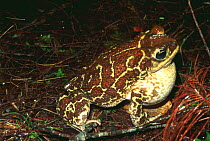 Common cuban toad vocalising {Peltophryne peltocephala} Zapata swamp, Cuba