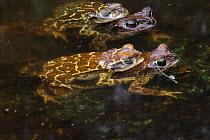Common cuban toad mating pairs {Peltophryne peltocephala} Zapata swamp, Cuba