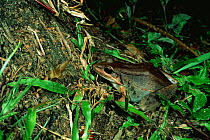 Frog on tropical rainforest floor {Leptodactylus bolivianus} Manu NP, Peru