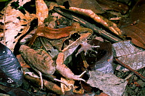 Ditch frog on tropical rainforest floor {Leptodactylus mystaceus} Iwokrama, Guyana.