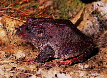Frog portrait in lowland rainforest {Eleutherodactylus sulcatus} Yasuni NP, Ecuador