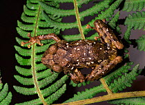 Frog on fern in lowland rainforest {Eleutherodactylus diadematus} Yasuni NP, Ecuador