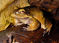 Large edible frog (15cm long) {Leptodactylus stemodema} Tropical rainforest, Ecuador