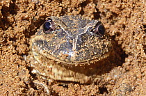 Eastern banjo frog burrowing in sand {Lymnodynastes dumerilii} Australia