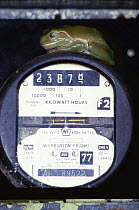 Green tree frog living in electricity meter box {Litoria caerulea} Queensland, Australia