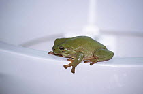 Green tree frog on lavatory pan {Litoria caerulea} enters homes through drainage systems, Queensland, Australia