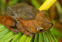 Map tree frogs pair in amplexus (Hyla geographica) Peru, captive