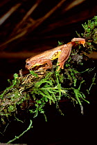 Treefrog climbing {Hyla carnifex} Cloud forest, Ecuador