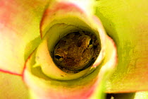 Cuban treefrog {Osteopilus septentrionalis} in bromeliad, introduced species to Florida, USA