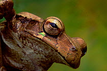 Treefrog head portrait {Smilisca baudinii} Costa Rica