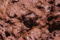 Bullfrog emerging from mud and summer aestivation {Pyxicepalus flavigula} Tsavo East NP, Kenya