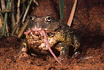 Bullfrog eating mouse {Pyxicepalus flavigula} Tsavo East NP, Kenya