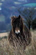 Exmoor pony portrait {Equus caballus} Exmoor NP, Somerset, U