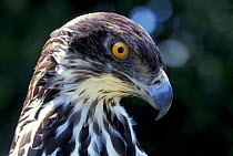 African hawk eagle head portrait {Hieraaetus spilogaster}. Zimbabwe, Africa.
