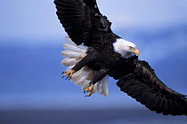 Bald eagle {Haliaeetus leucocephalus}. Kenai Peninsula, Alaska.