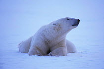 Polar bear resting {Ursus maritimus} Churchill, Manitoba.