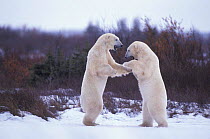 Polar bears sparring {Ursus maritimus}. Churchill, Manitoba.
