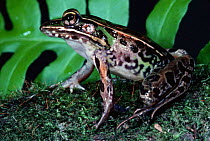 Southern leopard frog {Rana sphaenocephala} Florida, USA
