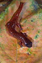 Southern red salamander {Pseudotriton ruber vioscai} Florida, USA