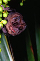 Cuban house bat feeding on fruit {Eptesicus lynni} Florida, USA