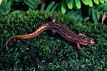 Northern dusky salamander {Desmognathus fuscus} captive