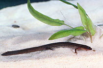 Many-lined salamander {Stereochilus marginatus} captive Florida, USA