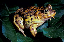 Eastern spadefoot toad {Scaphiopus holbroooki holbrooki} captive