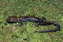 Pigeon mountain salamander (Plethodon petraeus) Georgia, USA, vulnerable species