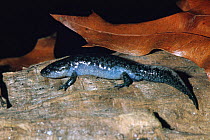 Mole salamander {Ambystoma talpoideum} Florida, USA