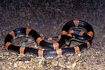 Sinaloan long nosed snake {Rhinocheilus lecontei antonii} Sonora, Mexico