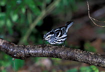 Black and white warbler {Mniotilta varia} Texas, USA
