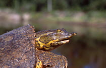 Eastern spiney softshell turtle {Apalone s spinifera} Escambia river, Florida, USA