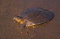 Eastern spiney softshell turtle {Apalone s spinifera} Escambia river, Florida, USA