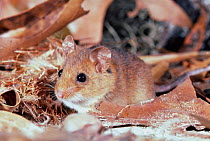 Key largo cotton mouse {Peromyscus gossypinus allapaticola} captive Florida,