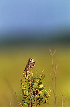 Florida grasshopper sparrow {Ammodramus savannarum} perched, singing, Florida, USA, endangered