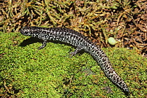 Flatwoods salamander (Ambystoma cingulatum) on moss, Florida, USA