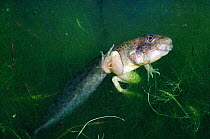 Florida gopher frog tadpole developing into frog {Rana areolata aesopus} Florida, USA