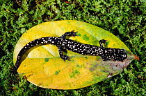 Southeastern slimy salamander {Plethodon grobmani} Florida, USA