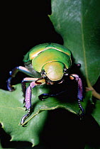 Scarab beetle {Chrysina beyeri} Arizona, USA