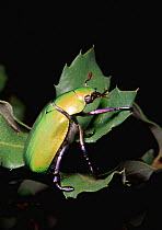 Scarab beetle {Chrysina beyeri} Arizona, USA