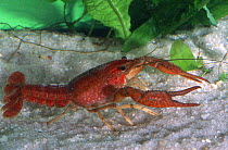 Crayfish {Procambarus paeninsulanus} Florida, USA