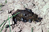 Scarab beetles feeding on animal dung {Canthon pilularius}