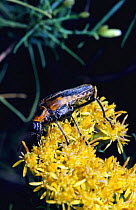 Firefly lighting bug {Photuris pennsylvanicus} on flower