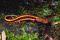 Three-lined salamander {Eurycea guttolineata} Florida, USA