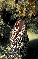 Spotted moray eel {Gymnothorax moringua} Virgin Is, Caribbean