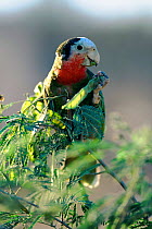Bahama amazon parrot feeding on seed pod {Amazona leucocephala bahamen} Bahamas, Caribbean