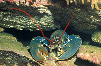 European lobster portrait {Homarus gammarus} Orkney, Scotland, UK