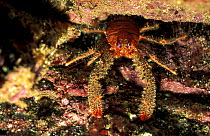 Spiny squat lobster portait {Galathea strigosa} Orkney, Scotland, UK