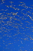 Flock of flying Kittiwakes {Rissa tridactyla} Orkney, Scotland, UK