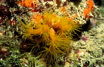 Orange cup coral, polyps open {Tubastraea coccinea} Virgin Is, Caribbean